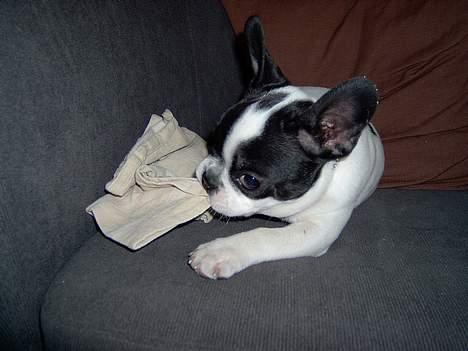 Fransk bulldog Rita billede 5