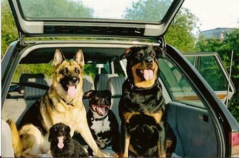 Rottweiler Cherrie.  født 22/12-1998 billede 18