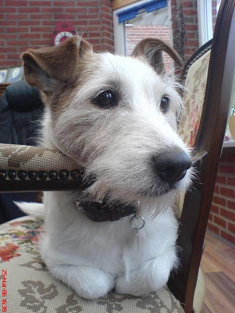 Jack russell terrier Remo † R.I.P billede 1