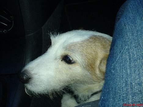 Jack russell terrier Remo † R.I.P - Remo elsker at køre i bil billede 2