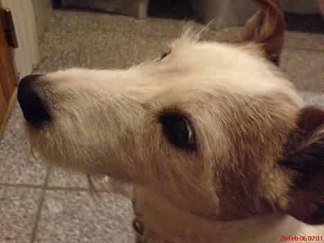 Jack russell terrier Remo † R.I.P billede 3