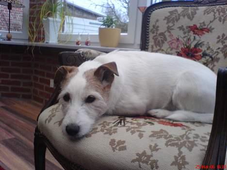 Jack russell terrier Remo † R.I.P billede 4