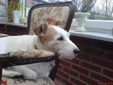 Jack russell terrier Remo † R.I.P billede 5