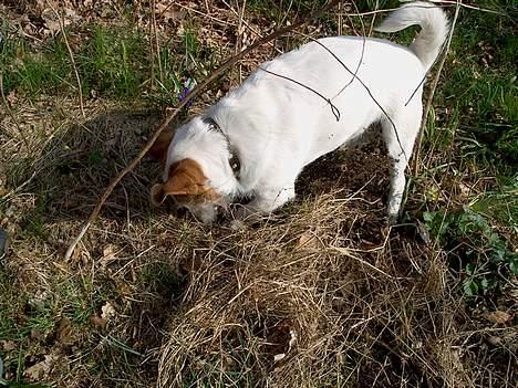 Jack russell terrier Remo † R.I.P - FyFy ikke grave i ingers have billede 6