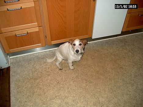 Jack russell terrier Remo † R.I.P billede 7