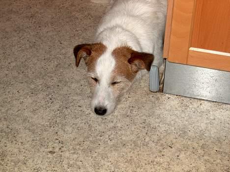 Jack russell terrier Remo † R.I.P billede 8