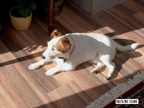 Jack russell terrier Remo † R.I.P billede 9