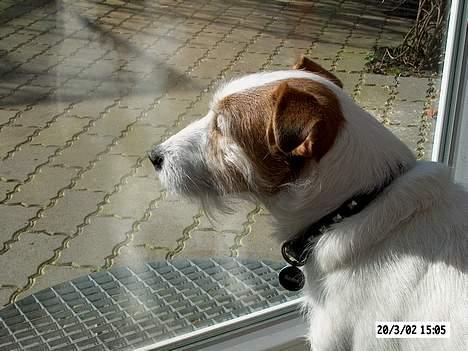 Jack russell terrier Remo † R.I.P billede 10