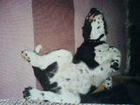 Engelsk springer spaniel Mirocchi (Louis) - Gået bort - Hiih <´3 Sådanne lå Louis meget tit da han var mindre :D (undskyld den dårlige kvalitet. det er taget med en mobil)  billede 16