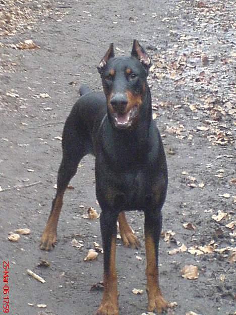 Dobermann ROCKY billede 7