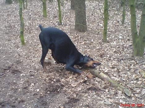 Dobermann ROCKY billede 10