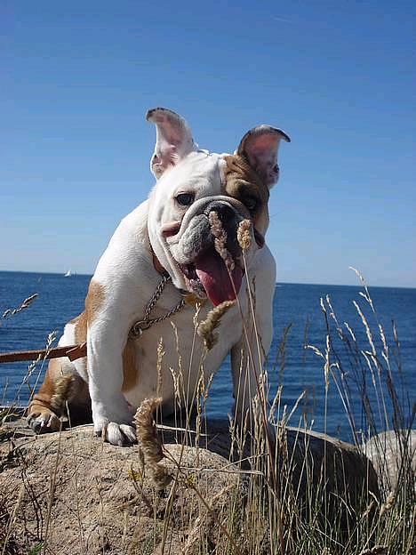 Engelsk bulldog Diva - "I know..!! Slående lighed mellem mig og den lille havfrue..!! billede 1