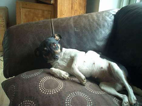 Dansk svensk gaardhund Maddie *Forældres* billede 1