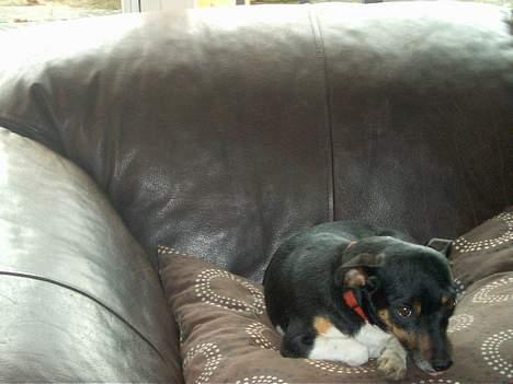 Dansk svensk gaardhund Maddie *Forældres* billede 2