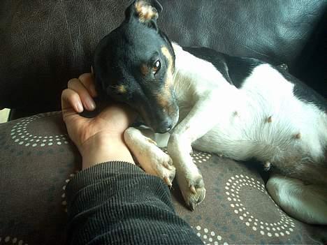 Dansk svensk gaardhund Maddie *Forældres* billede 3