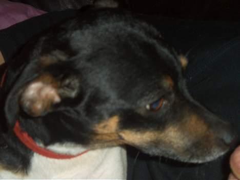 Dansk svensk gaardhund Maddie *Forældres* billede 4