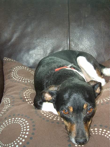 Dansk svensk gaardhund Maddie *Forældres* billede 5