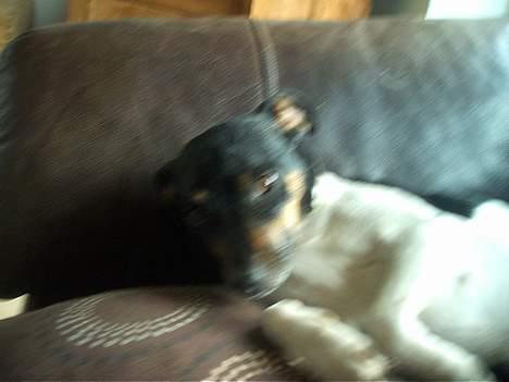 Dansk svensk gaardhund Maddie *Forældres* billede 6