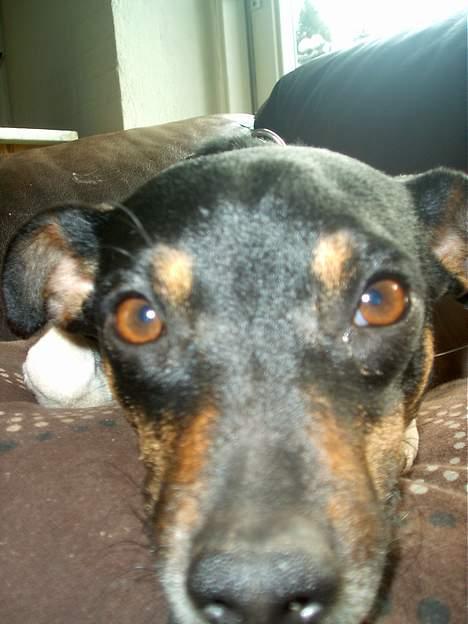 Dansk svensk gaardhund Maddie *Forældres* billede 7