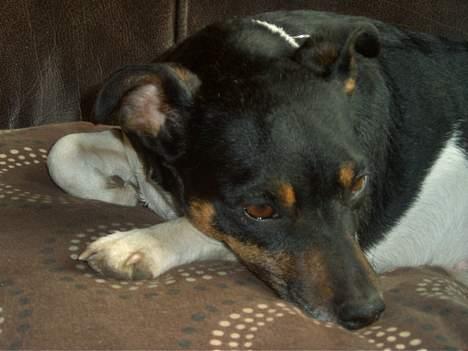 Dansk svensk gaardhund Maddie *Forældres* billede 8