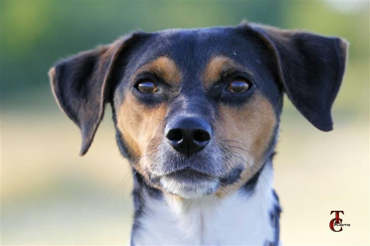 Dansk svensk gaardhund Riko - Foto Trine Christensen.dk billede 1