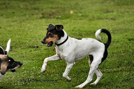 Dansk svensk gaardhund Riko - Trine Christensen.dk billede 2