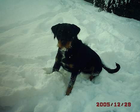 Blanding af racer Tacco (RIP 23-04-12) :(  billede 5