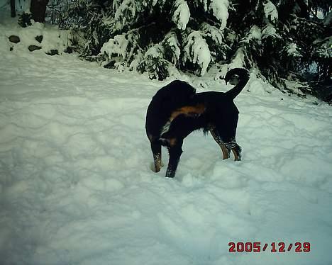 Blanding af racer Tacco (RIP 23-04-12) :(  billede 6