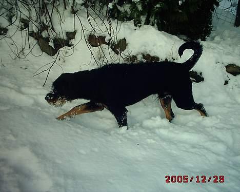 Blanding af racer Tacco (RIP 23-04-12) :(  - Tacco leger sporhund i sneen :) billede 7