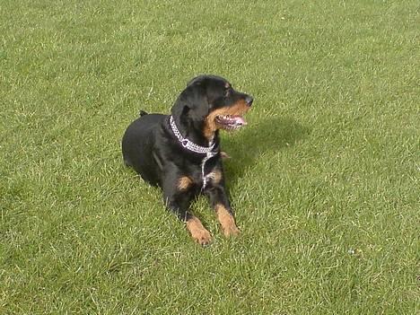 Blanding af racer Tacco (RIP 23-04-12) :(  - 23-3-07   fin vaps... billede 8