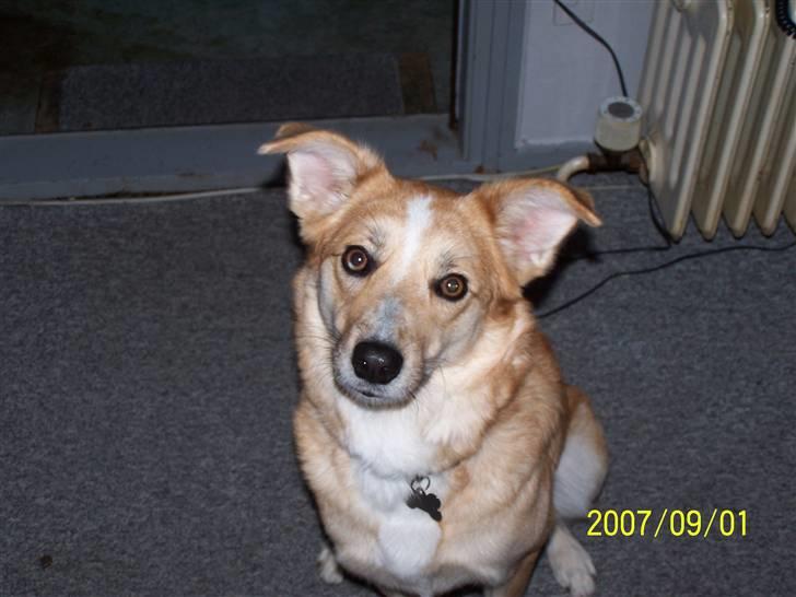 Blanding af racer Rica. billede 12