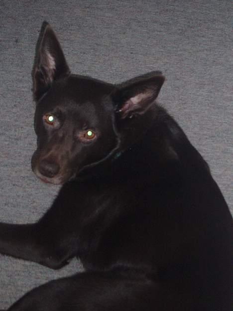 Australsk kelpie Pomba billede 1