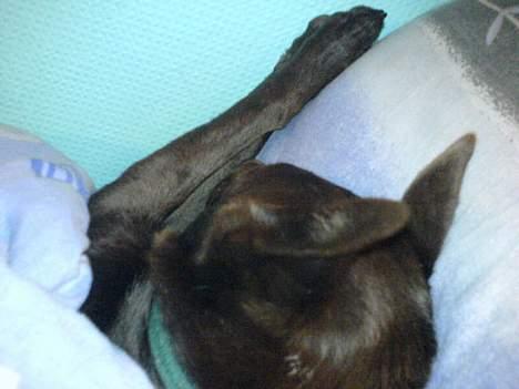 Australsk kelpie Pomba - man kan jo blive træt billede 2