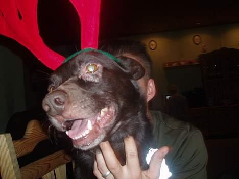 Australsk kelpie Pomba - ja vi skulle lige pyntes op til jul billede 3