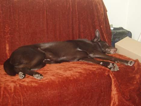 Australsk kelpie Pomba billede 4