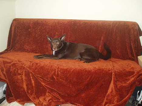 Australsk kelpie Pomba billede 5