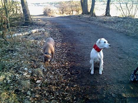 Dogo argentino Fang billede 6