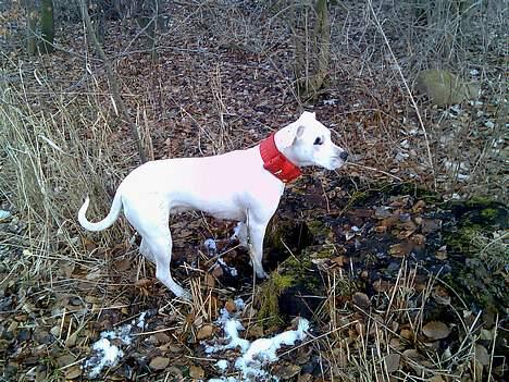 Dogo argentino Fang billede 7