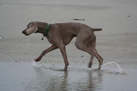 Weimaraner Milos - Vandhund er man også. billede 8
