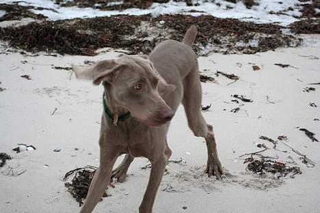 Weimaraner Milos - Uhh! billede 9