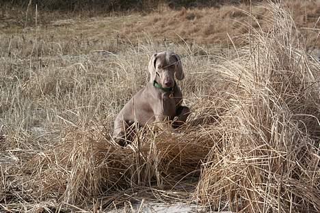 Weimaraner Milos - Mig syn´s mig så en mus!!! billede 10