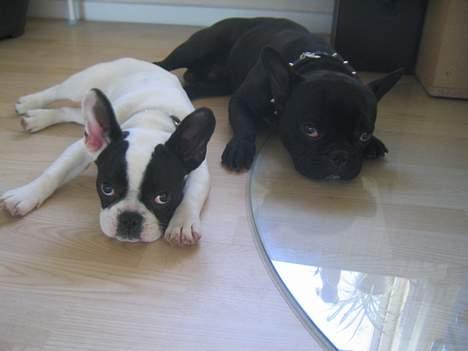 Fransk bulldog Trold og Trunte billede 1