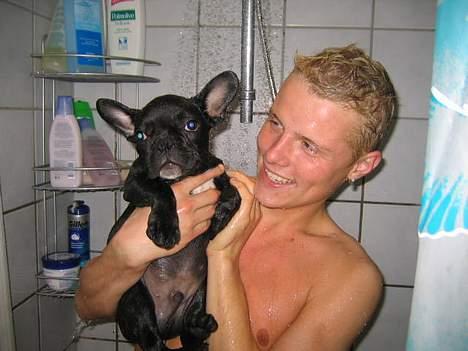 Fransk bulldog Trold og Trunte billede 2