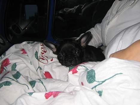 Fransk bulldog Trold og Trunte billede 3