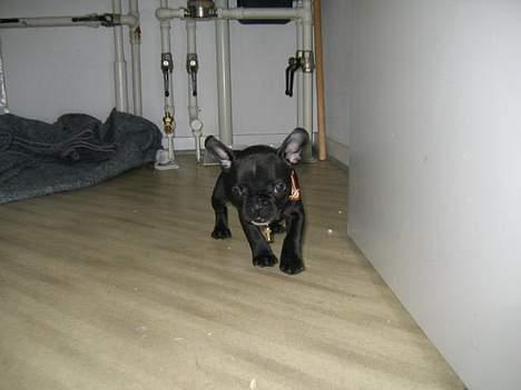 Fransk bulldog Trold og Trunte billede 4