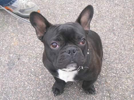Fransk bulldog Trold og Trunte billede 5