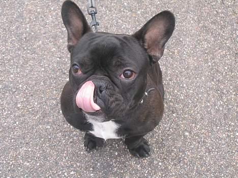 Fransk bulldog Trold og Trunte billede 6