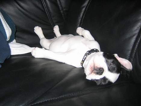 Fransk bulldog Trold og Trunte billede 7