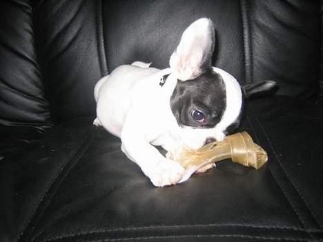 Fransk bulldog Trold og Trunte billede 8