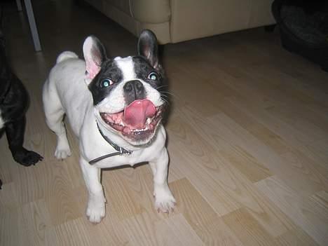 Fransk bulldog Trold og Trunte billede 9